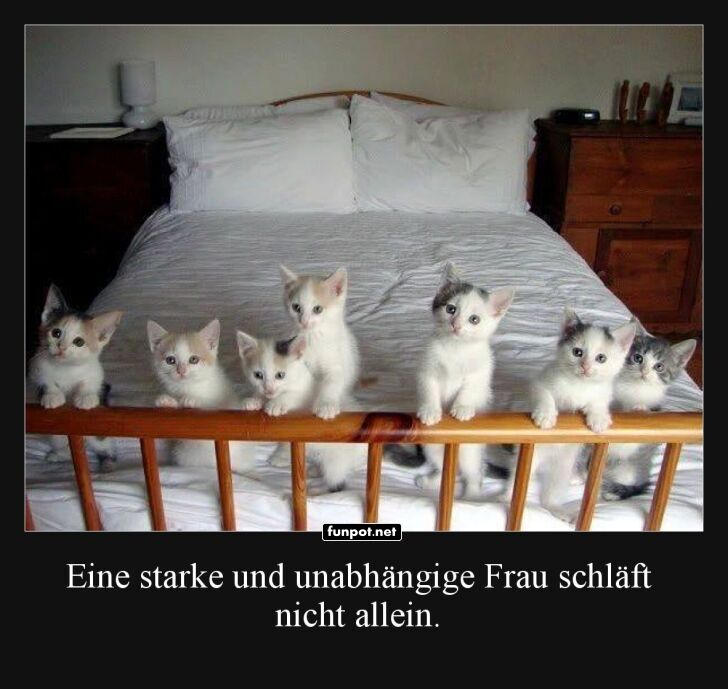 Katzenparty auf dem Bett!