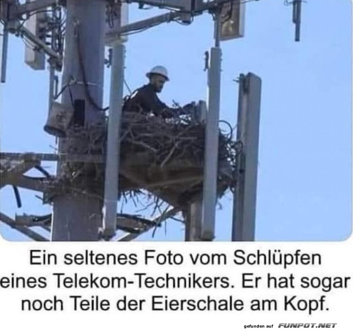 Frisch geschlpfter Techniker im Nest entdeckt!