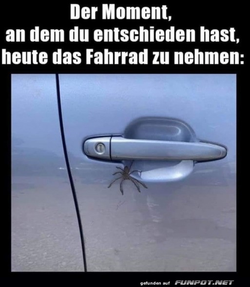 Wenn das Auto zur Spinnenhhle wird