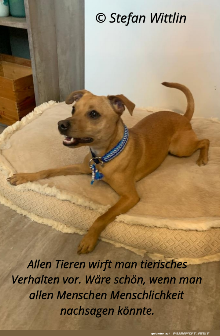allen tieren wirft man tierisches verhalten
