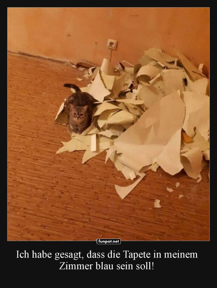 Katzen-DIY: Tapeten neu definiert!