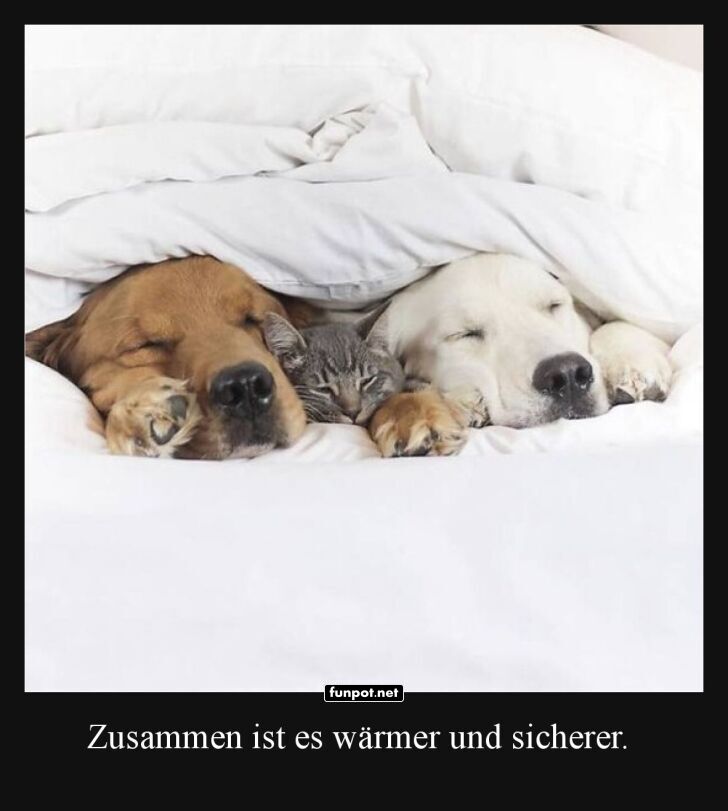 Schlafgemeinschaft der Superkuscheler