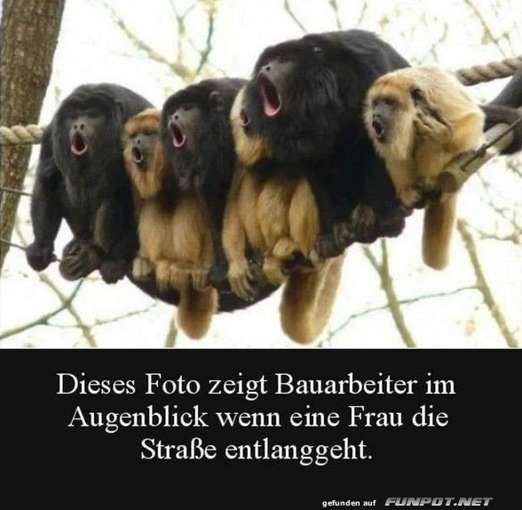 Affenchor: Baustellen-Style