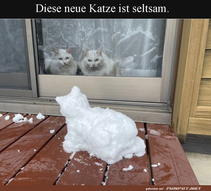 Die Schneekatze: eiskalter Besuch!