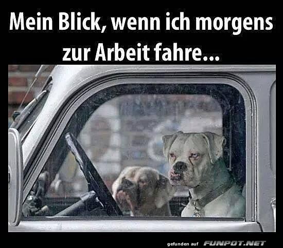 Mder Hund, harte Fahrt!