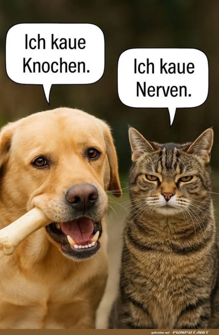 Wenn Hunde und Katzen sprechen knnten!