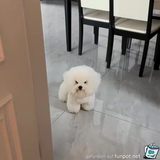 Ein grimmiger Hund Ein grimmiger Hund