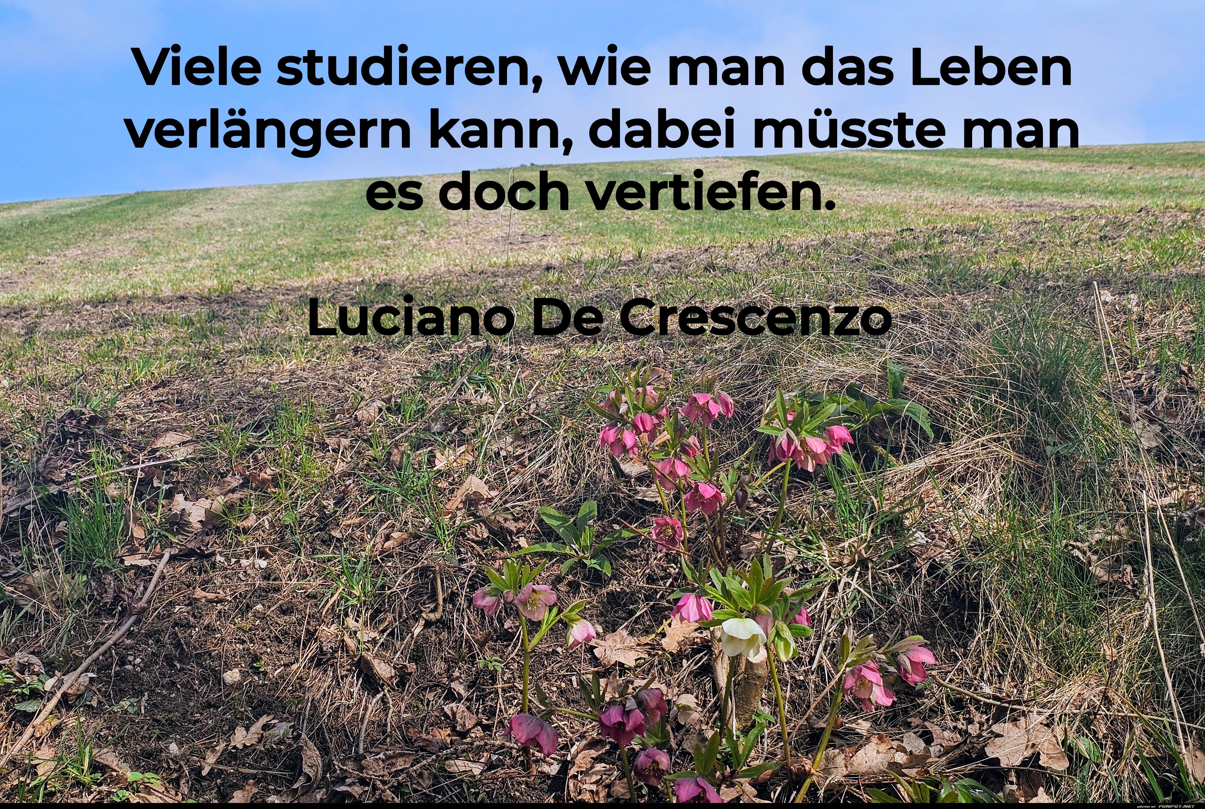 viele studieren