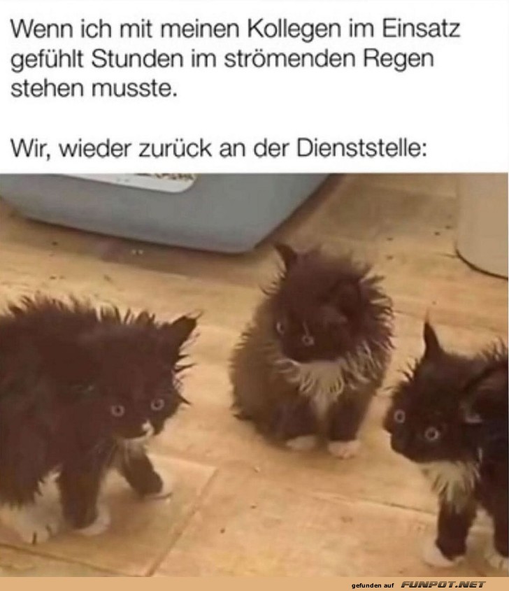 Wetterchaos: Ktzchen und Kollegen im Regen!