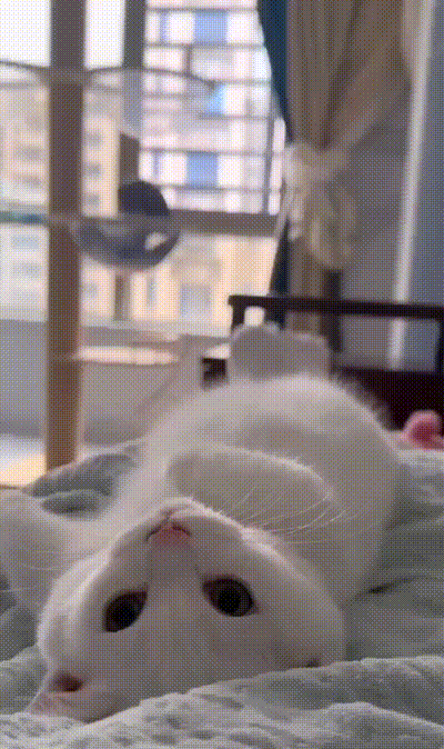 Süße Katze Süße Katze