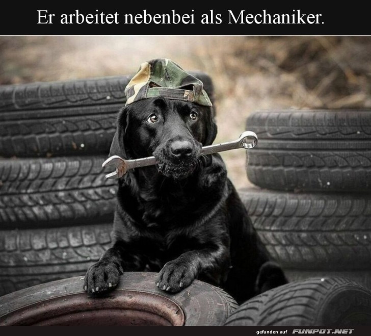 Pfoten im Werkstatt-Getümmel! Pfoten im Werkstatt-Getümmel!
