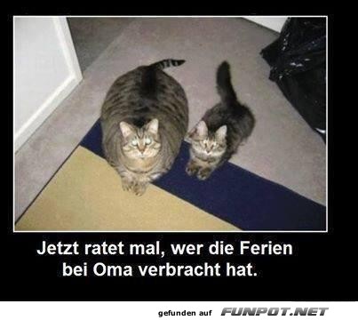 Katzengeheimnis gelüftet! Katzengeheimnis gelüftet!