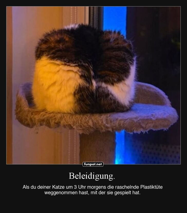 Katze ist beleidigt Katze ist beleidigt