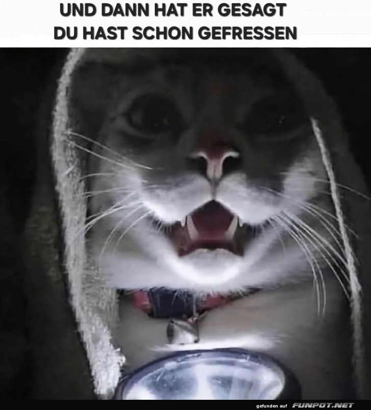 Wenn die Katze den Gruselmeister spielt Wenn die Katze den Gruselmeister spielt