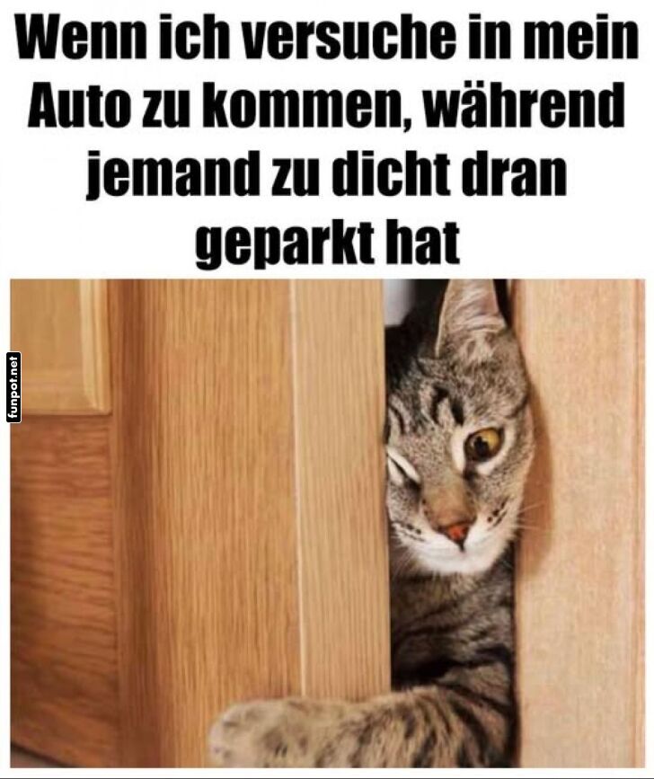 Wenn Katzen um Parkpltze kmpfen