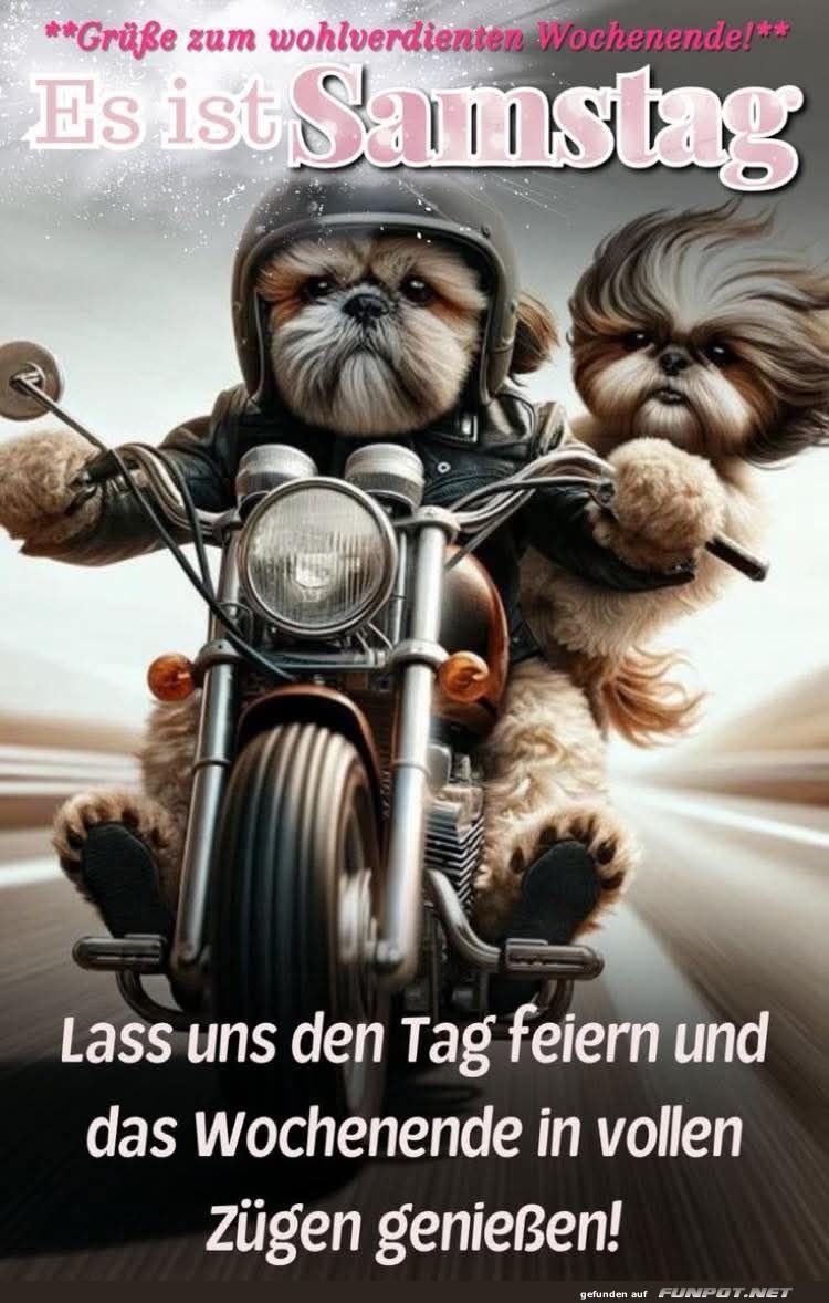 Samstagshunde auf Motorradtour! Samstagshunde auf Motorradtour!