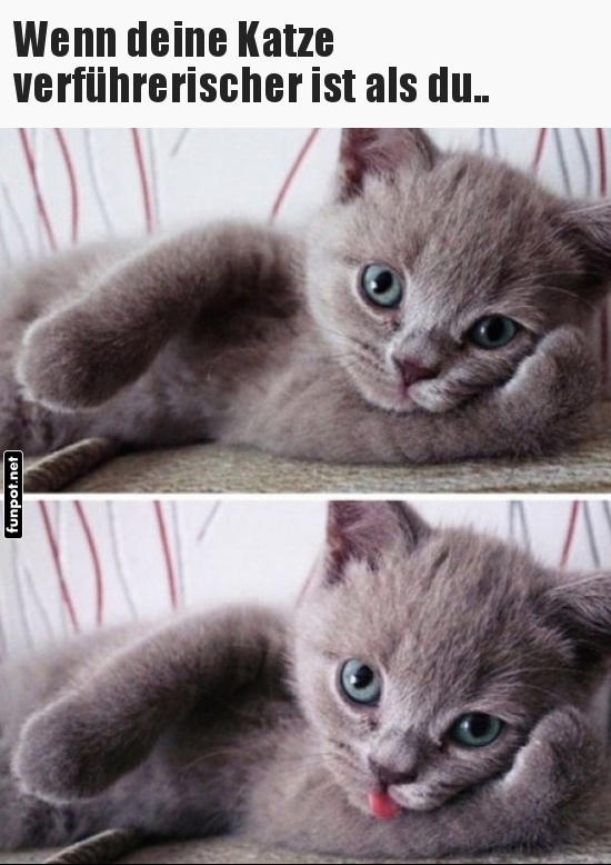 Katzencharme, dem niemand widerstehen kann!