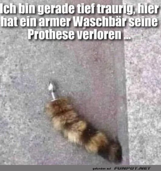 Waschbr-Drama: Prothese auf Abwegen!