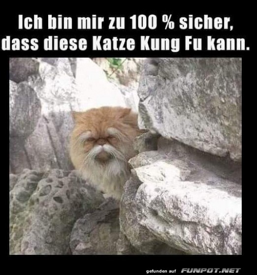 Kung Fu Katze lauert in den Felsen