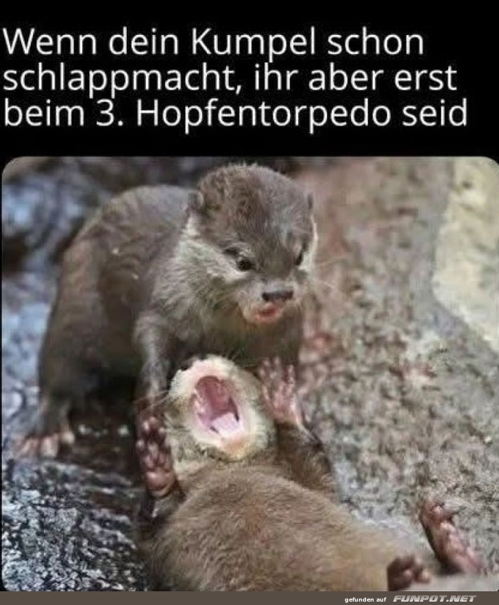Nicht aufgeben, Otter-Buddy!
