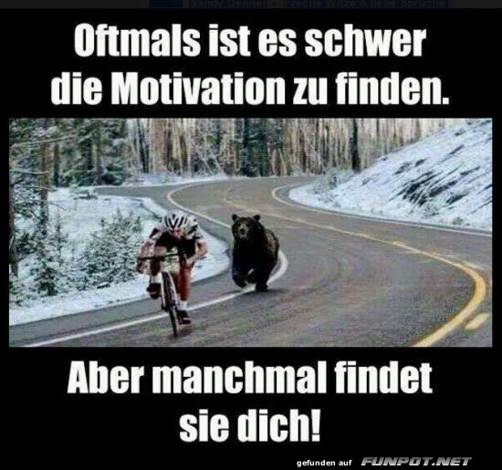 Wenn der Bär dein Motivator wird Wenn der Bär dein Motivator wird
