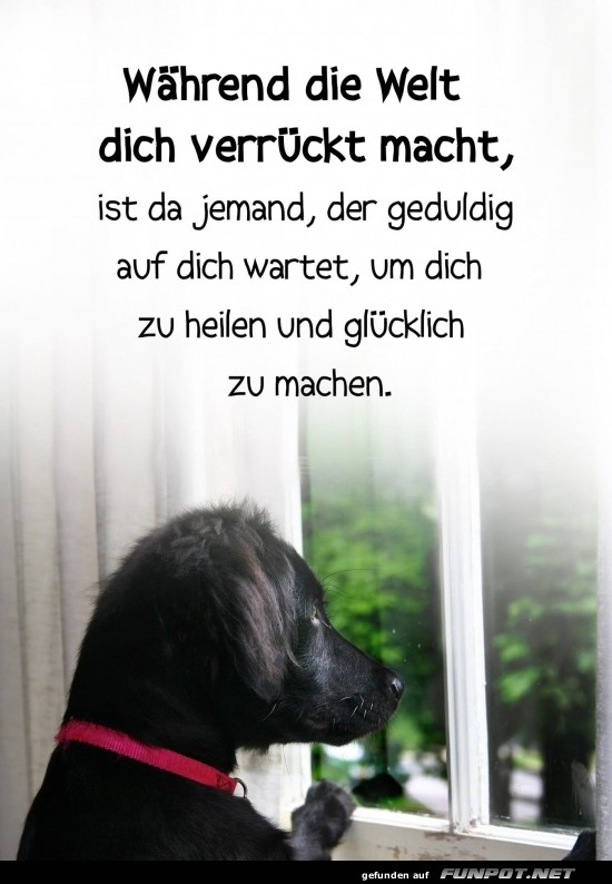 Wuff, wer braucht schon Therapie? Wuff, wer braucht schon Therapie?