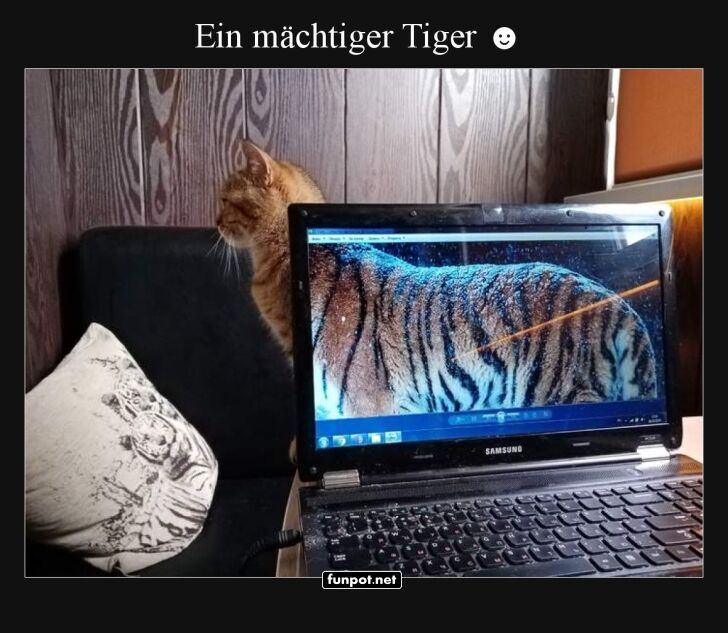 Die Katzen-Tarnung der Superlative! Die Katzen-Tarnung der Superlative!