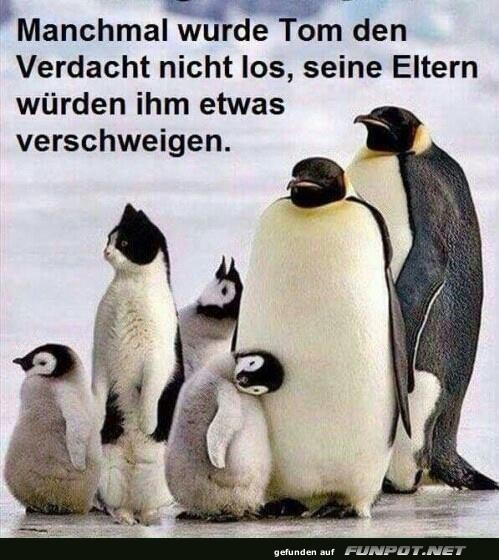 Familiengeheimnisse im Pinguinverse! Familiengeheimnisse im Pinguinverse!