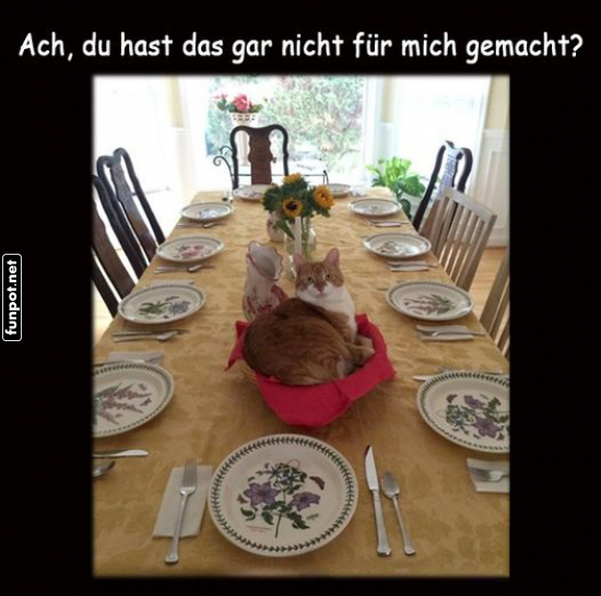 Katzenkönig beim Dinner erwischt! Katzenkönig beim Dinner erwischt!