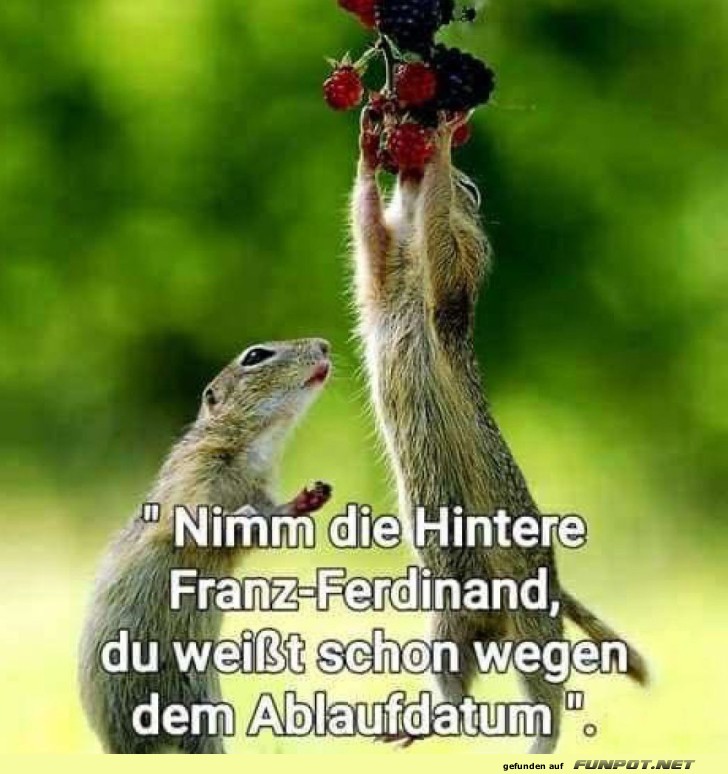 Eichhörnchen: Obsthändler des Waldes Eichhörnchen: Obsthändler des Waldes