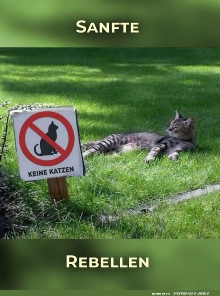 Der unaufhaltsame Katzentrotzer Der unaufhaltsame Katzentrotzer