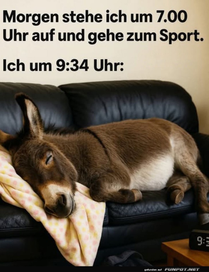 Wenn der Esel den Wecker ignoriert Wenn der Esel den Wecker ignoriert