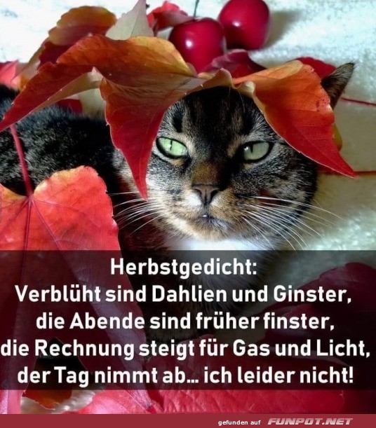 Katzen-Philosophie im Herbst: Einfach fallen lassen! Katzen-Philosophie im Herbst: Einfach fallen lassen!