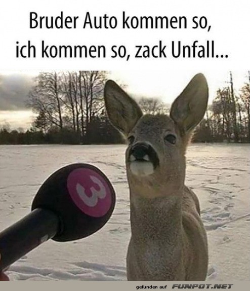 Reh-Reporter bereit für die Schlagzeilen! Reh-Reporter bereit für die Schlagzeilen!