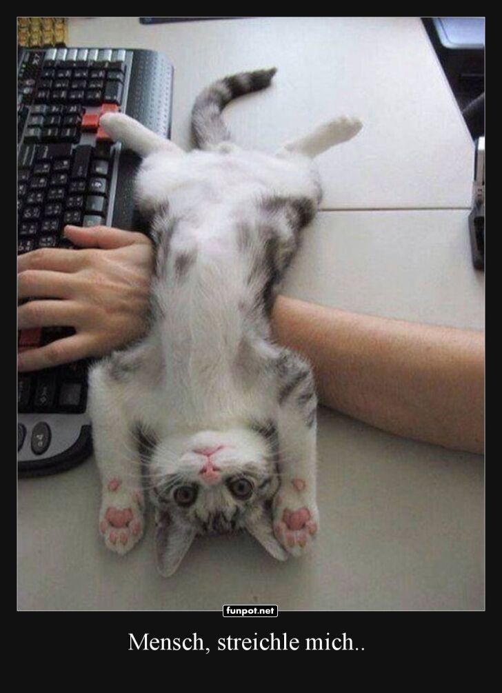 Bürokatze will Aufmerksamkeit! Bürokatze will Aufmerksamkeit!