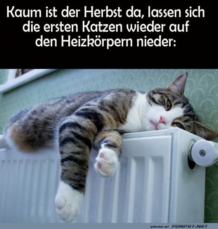 Herbstliche Katzenkuschelei auf Heizkörpern Herbstliche Katzenkuschelei auf Heizkörpern