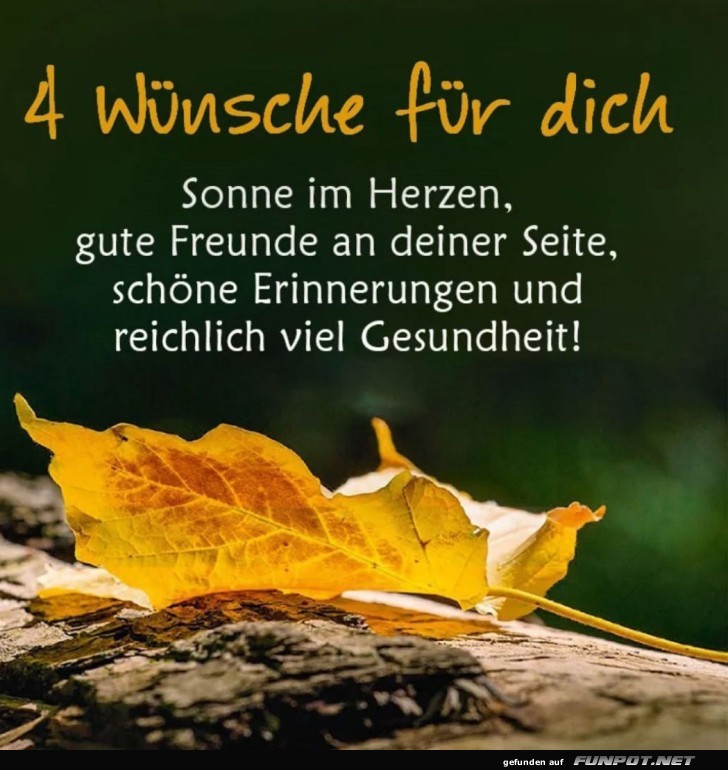 Vier Wünsche und ein Blatt im Rampenlicht Vier Wünsche und ein Blatt im Rampenlicht