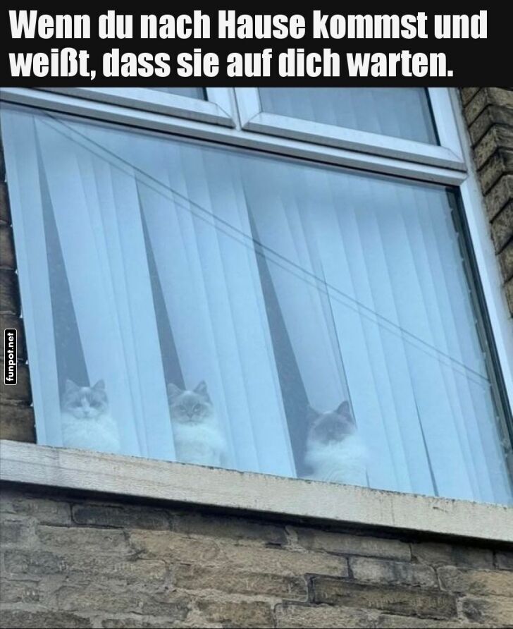 Katze-Überraschung hinter dem Vorhang Katze-Überraschung hinter dem Vorhang