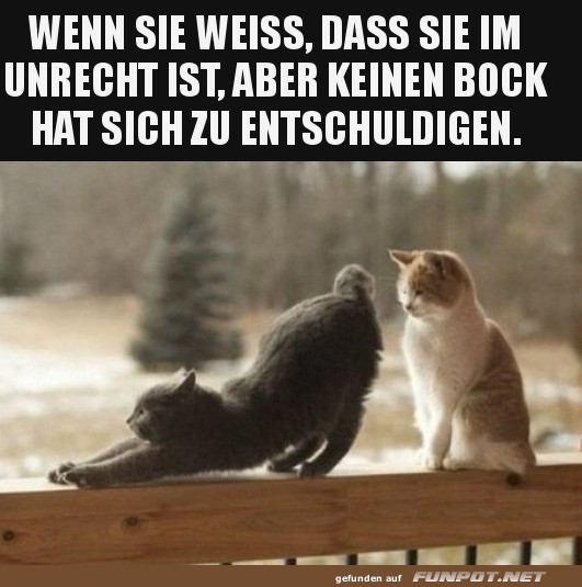 Wenn die Katze stur bleibt! Wenn die Katze stur bleibt!