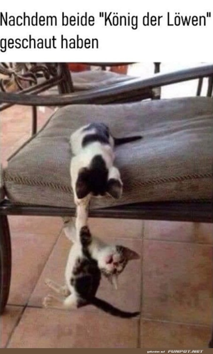 Katzen-Mufasa im Wohnzimmer! Katzen-Mufasa im Wohnzimmer!