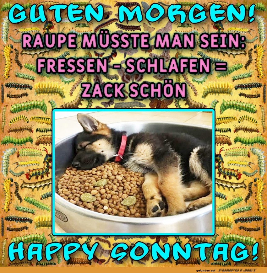 Ein Hundeleben voller Raupenglück Ein Hundeleben voller Raupenglück