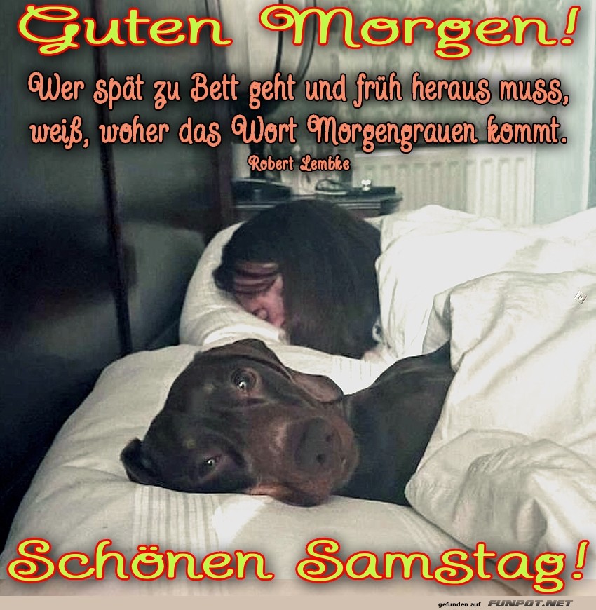 Morgengrauen mit Hundeschnauze Morgengrauen mit Hundeschnauze