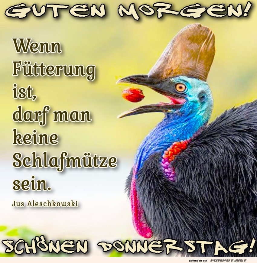 Vogel mit Frisurproblem Vogel mit Frisurproblem