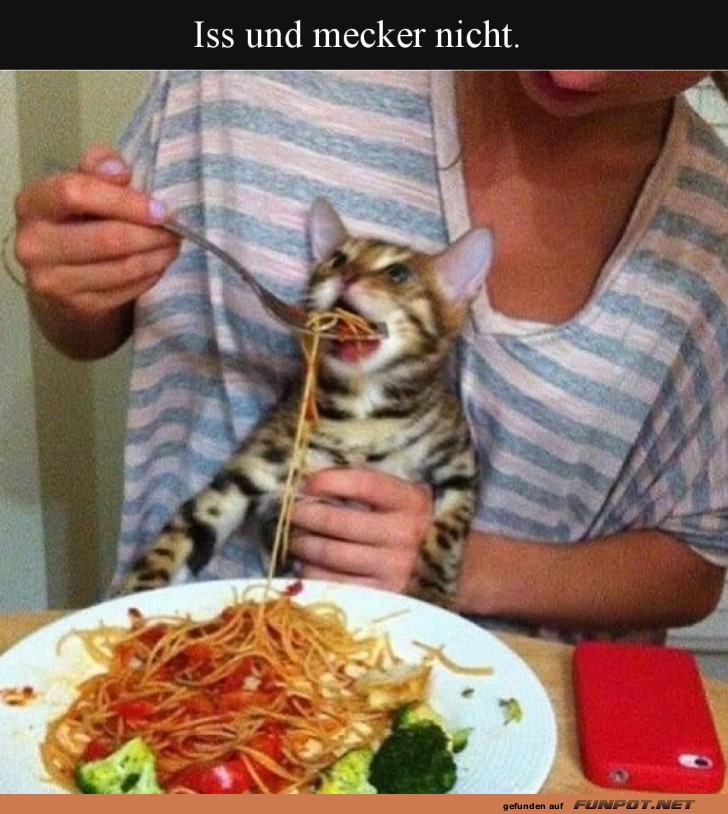 Wenn die Katze Spaghetti-Meister wird Wenn die Katze Spaghetti-Meister wird