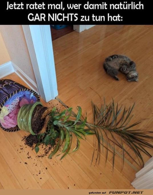 Katzen-Kunst oder Chaos?