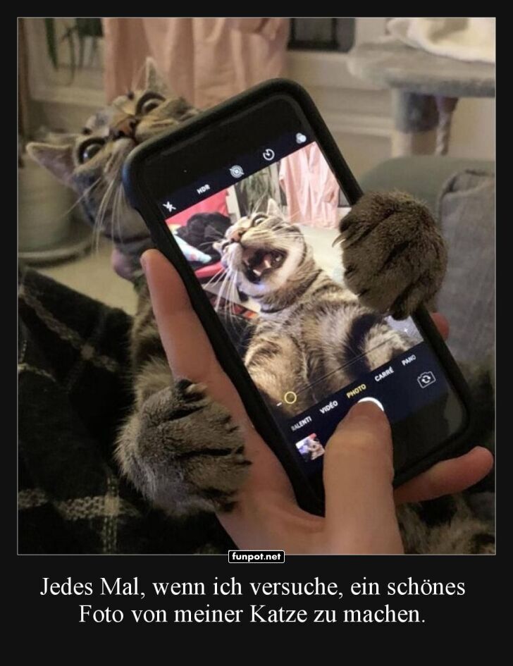 Katzen-Selfies: Es kann schiefgehen! Katzen-Selfies: Es kann schiefgehen!