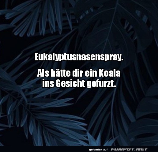 Koala-Duft: Erfrischend oder erschreckend? Koala-Duft: Erfrischend oder erschreckend?