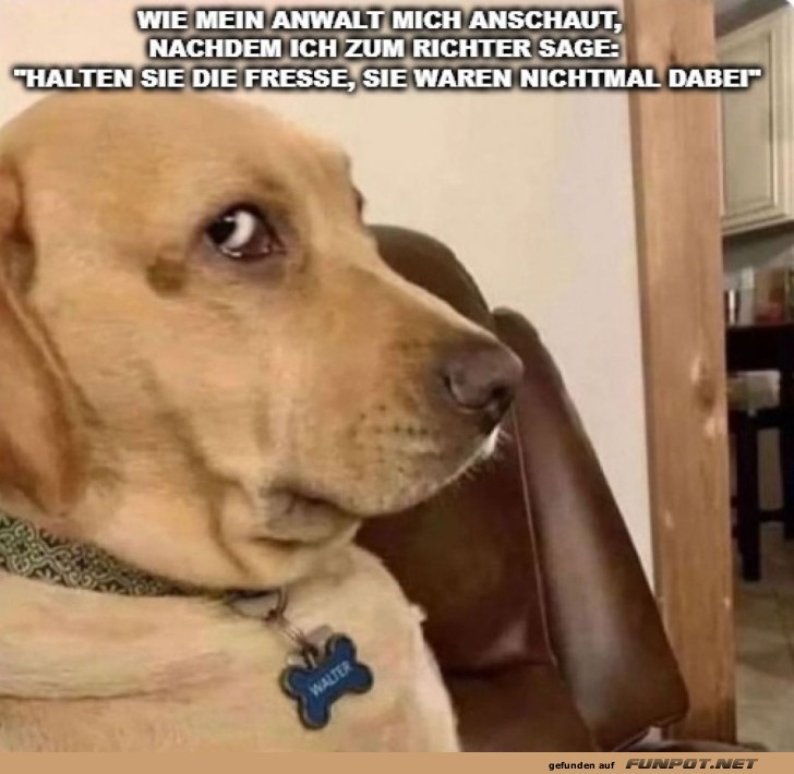 Wenn der Hund den Anwalt gibt