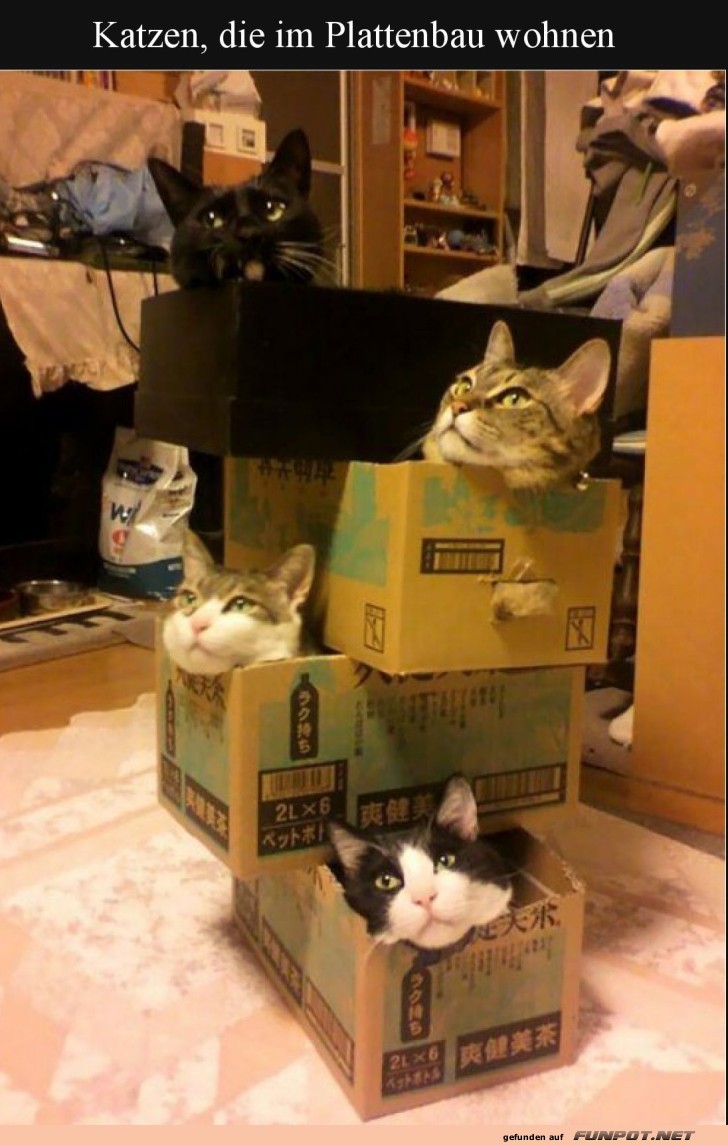 Katzen-Hochhaus: Wohnen auf vier Pfoten! Katzen-Hochhaus: Wohnen auf vier Pfoten!