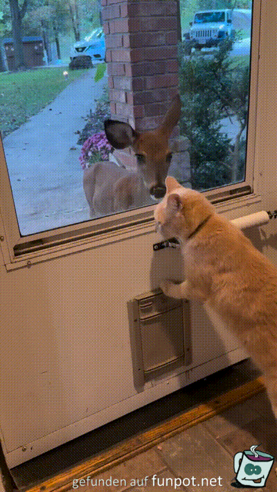 Reh und Katze begrüßen sich Reh und Katze begrüßen sich